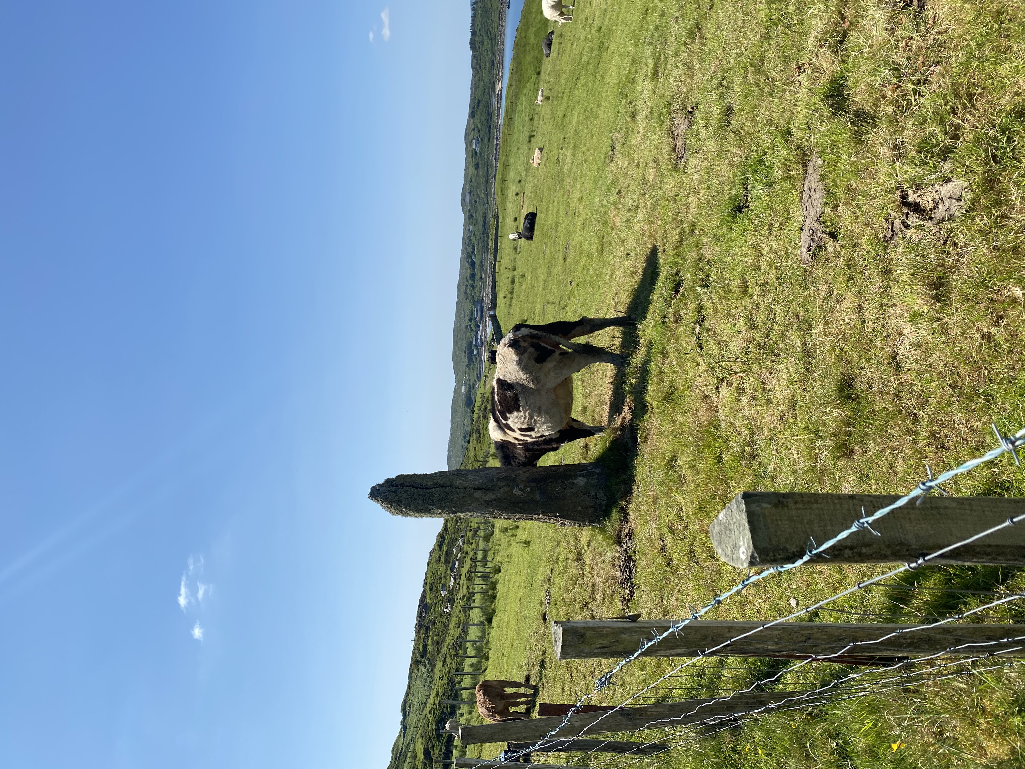 Standing Stone with Standing Cow